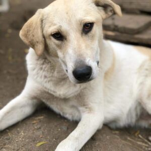 KAITO - auf PDR PS im PLZ Bezirk 45 - vermittelt