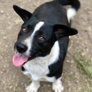 CRISPER (♂) - ausgereist zum TH Gelnhausen (AL)