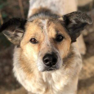 KASHAKI - Notfall - Handicap - vermittelt Betty