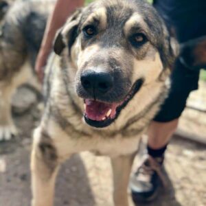 BUBBA (♂) - vermittelt MH