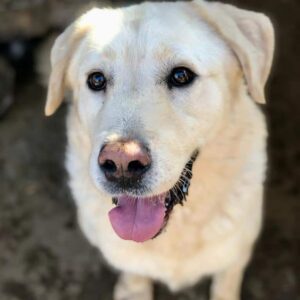 FLAKE (♂) - im Shelter vollkommen deprimiert, gibt sich auf - jetzt auf PDR PS im PLZ Bezirk 99 - RBB 10/24