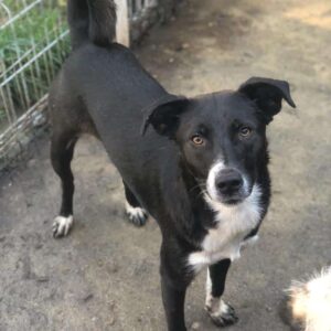 SIPAS (♀) - vermittelt LS