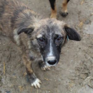 JUNIPER - auf PDR PS im PLZ Bezirk 3 - vermittelt