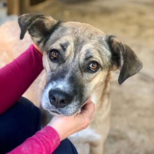 QUILLA - auf PDR PS im PLZ Bezirk 12 - vermittelt