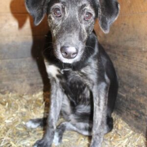 BLACK PEARL - ausgereist zur Tierhilfe Lebenswert