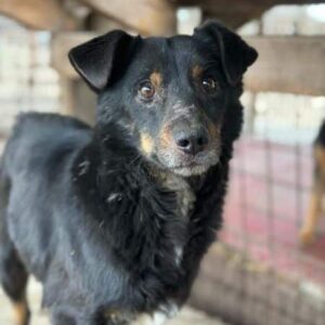 GUSTL (♂) - RBB 07/24