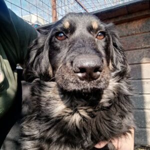 STELLI (♀) - schüchtern, sollte dringend ausreisen! - reserviert Tierhilfe Lebenswert DR - vermittelt 27.09.24