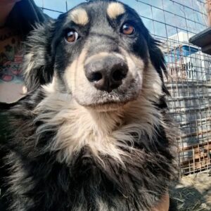 LEANI (♀) - schüchtern, sollte dringend ausreisen!