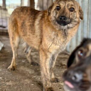 BOBO - ausgereist zum TST Rösrath