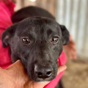 JORIS (♂) - vermittelt MD