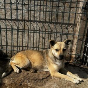 LINCHEN (♀) - ausgereist zum TH Gelnhausen (AL)