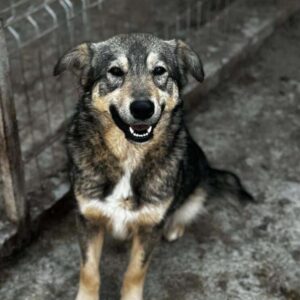 MINERVA (♀) - seit mind. 2022 im Shelter