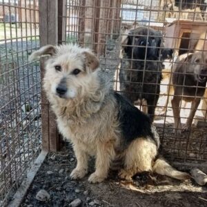 SIBU (♂) - vermittelt NH