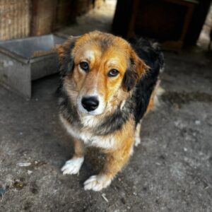 MISAKI (♀) -ausgereist zu Vierbeiner in Not (AL)