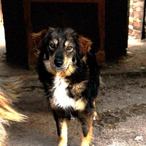 MIRELLA (♀) - auf PS im PLZ Bereich 21 - vermittelt