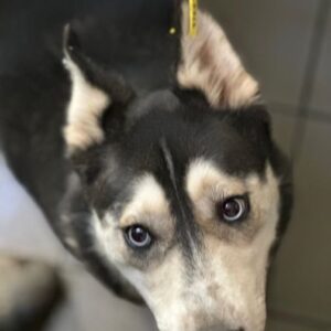 SILLA (♀) - seel. Notfall: seit Monaten im VetKennel - vermittelt Manuela