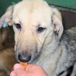 JAZZMAN - auf PDR PS im PLZ Bezirk 18 - vermittelt