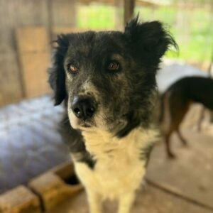 WALKER (♂) - vermittelt MH