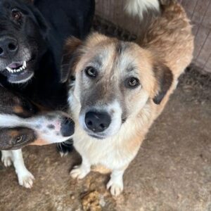 BONNIE (♀) - auf PDR PS im PLZ Bereich 42 - vermittelt