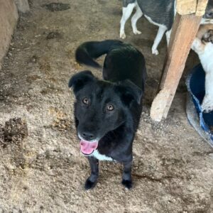 KESSI (♀) - auf PS im PLZ Bereich 82 (NE) *ausgereist* - vermittelt