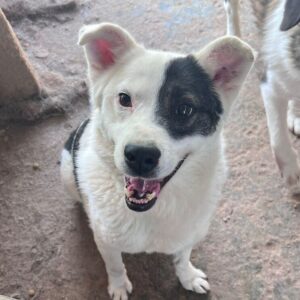 ERIBO (♂) - ausgereist zum TH Gifhorn