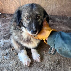 FRIBA (♀) - vermittelt MH