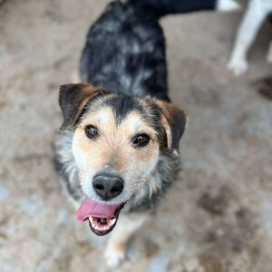 SALAZAR (♂) - vermittelt MH