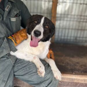 OMAR (♂) - ausgereist zum TH Koblenz (AL)