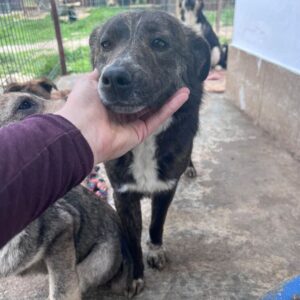 DERYA (♀) - auf PDR PS im PLZ Bezirk 46 - vermittelt