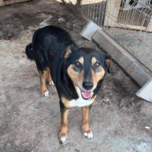 JOY (♀) - RBB 01/25