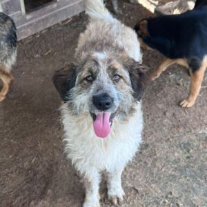 FOKKA (♂) - RBB 08/24