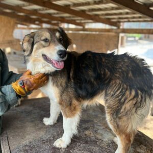 FRAU HOLLE (♀) - ausgereist zu Tiere brauchen Freunde
