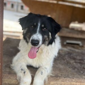 MOLLI (♀) - ausgereist zu Vierbeiner in Not