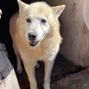 SIOUX (♂) - Handicap - fast blind