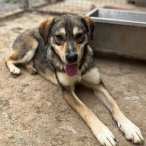 LILU (♀) - auf PS im PLZ Bereich 66 (JW) - vermittelt