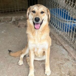 XABI (♂) - ausgereist zum TH Koblenz