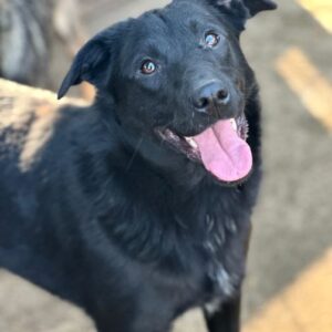 COCONUT (♀) - auf PS im PLZ Bereich 78 (NE) *ausgereist* - vermittelt