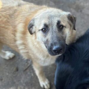 GRITT (♀) - ausgereist zu Tiere in Not Odenwald e.V. (PM)