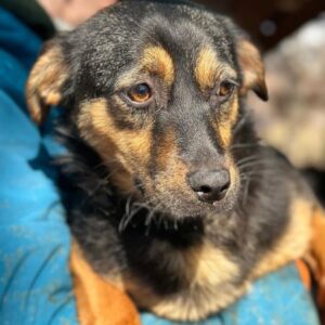 HEXI (♀) - ausgereist zu Vierbeiner in Not