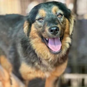 SANNE (♀) - NOTFALL - Dachkletterin - ausgereist zu Vierbeiner in Not