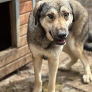 GIGGI (♀) - vermittelt MH