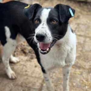 SNIGGEL (♂) - vermittelt Betty