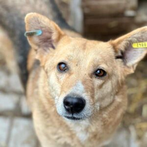 WILLA (♀) - auf PDR PS im PLZ Bezirk 97 - vermittelt