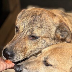 NELE (♀) - ausgereist zum TST Rösrath (AL)