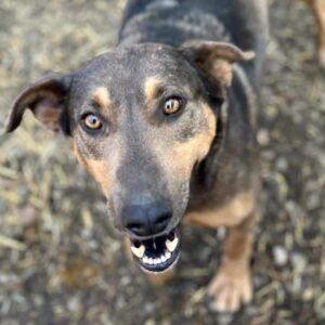 MARIANKA (♀) - seit mind. 2022 im Shelter - humpelt (10/24) - ausgereist zur Tierhilfe Lebenswert DR 11.04.25