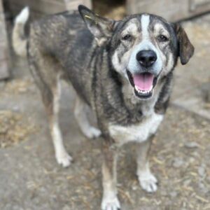 MURCIA (♀) - ausgereist zur Tiehilfe Lebenswert 17.01.2025