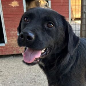 KENYASI (♀) - reserviert Tierhilfe Lebenswert DR - vermittelt