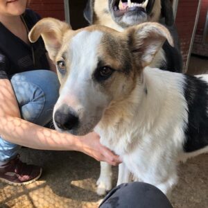 ELORA (♀) - reserviert Tierhilfe Lebenswert DR - vermittelt 27.09.24