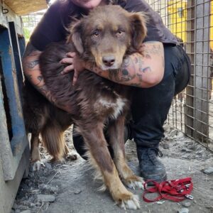 COFFEY (♀) - vermittelt MH