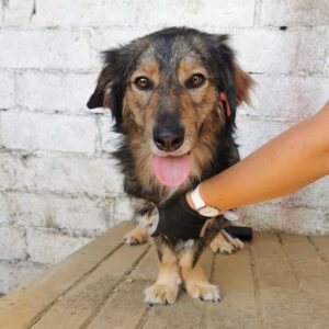 CHOCLATE (♂) - reserviert Tierhilfe Lebenswert DR - vermittelt